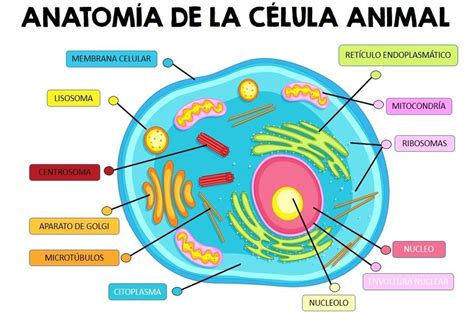 Célula Animal Biology Quizizz