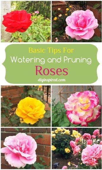 Basic Tips For Watering And Pruning Roses Pruning Roses Rose Garden