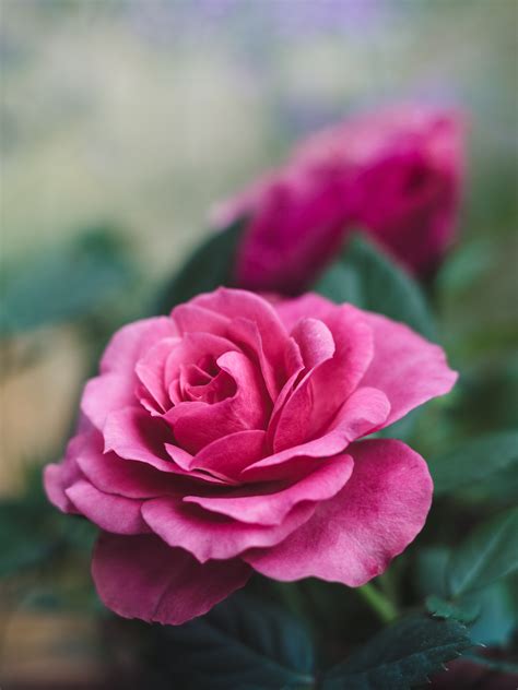Download Wallpaper 3456x4608 Rose Flower Closeup Romantic Pink Beautiful Hd Background