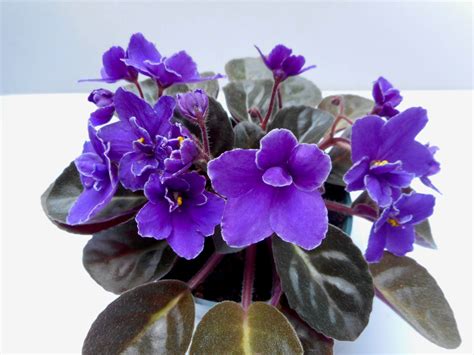 Purple African Violet Live Potted Semi Miniature House Plants Etsy