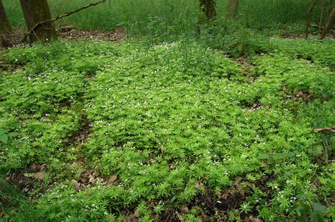 10 Ground Covers For Shade Finegardening