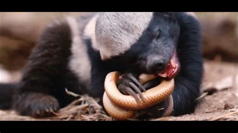 Honey Badger Fights Snake To Eat Youtube