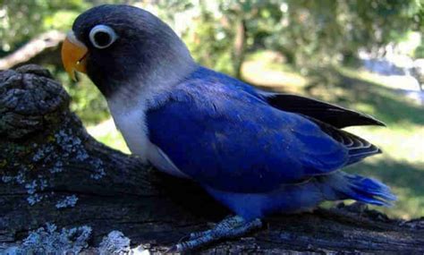 Tapi berdasarkan pemantauan wikicau.com, lovebird lutino. Daftar Harga Burung Lovebird Terbaru Juni 2020 ( Lengkap ...