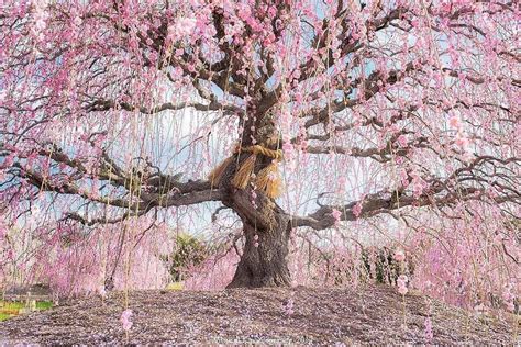 Pink Blossoms Cascade Down 200 Magnificent Weeping Plum Trees Whose