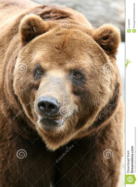 Kamchatka Brown Bear Stock Image Image Of Species Carnivora 47486001