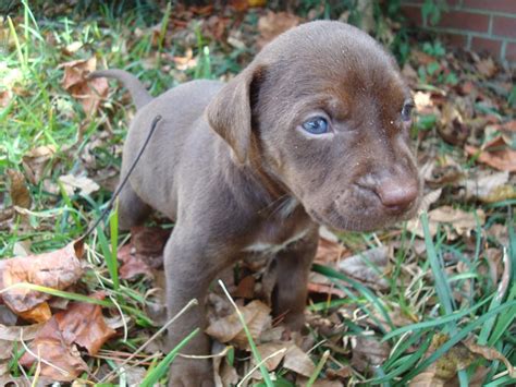 Craigslist Pets Durango