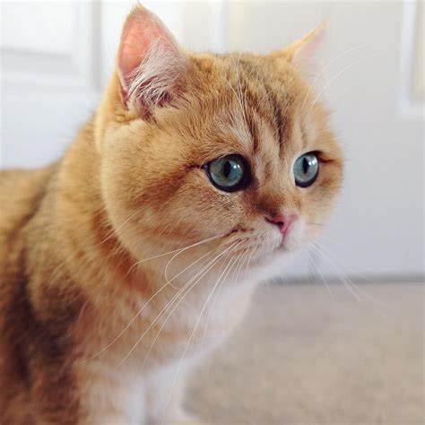 Short Haired Orange Tabby Cat Breed Gestuqz