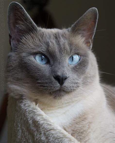 You are free to browse our images collection. Siamese Cats Are Temperature-Sensitive Albinos, a.k.a ...