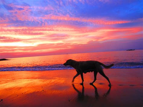 Собаки на закате красивые фото