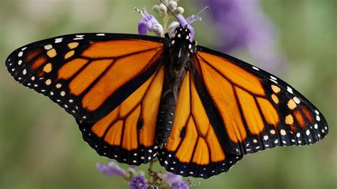 The State Insect Of Texas Travels Through The Permian Basin Each Fall