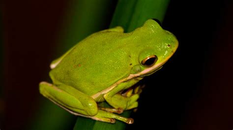 Green Tree Frog Interesting Facts Zoological World
