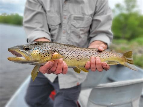 White Mountain Anglers Booking Your Guided Fly Fishing In New