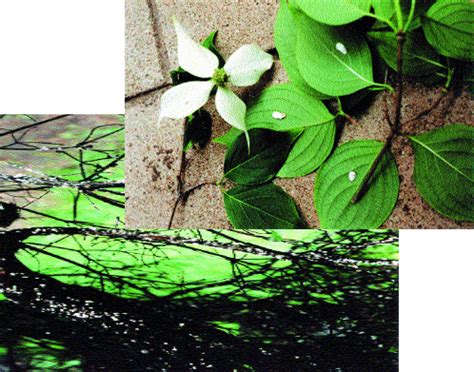 Late spring and late summer are the two best times to treat. Preventing Azalea Bark scales | McFarlandTree