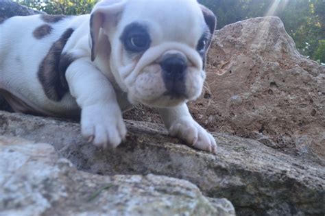 English Bulldog Puppies For Sale Willow Springs Mo 228786