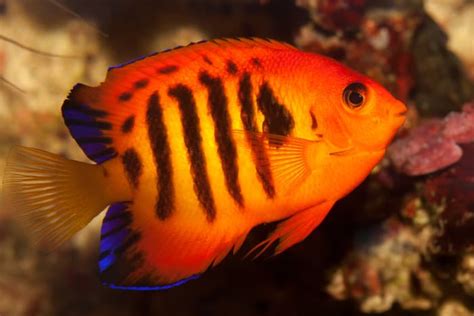 10 Great Saltwater Fish For The Home Aquarium Pethelpful