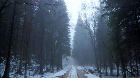 Road Through Pine Forest Youtube