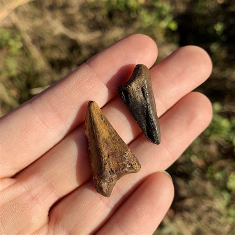 Fossil Whitetail Deer Hoof Cores Pleistocene Of Florid Paleocris