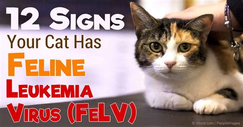 How Can You Tell If Your Cat Has Feline Leukemia Cat Lovster