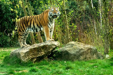 Idool Tigre De Bengala Mirando A La Cámara Del Fotógrafo Grandes