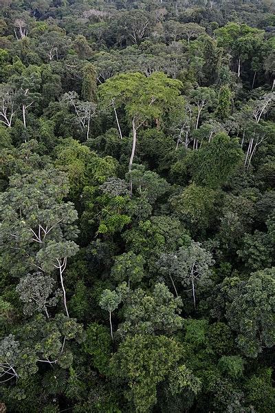 They found that the primarily herbivorous ants that live in the canopy have orders of magnitude more bacteria when tropical entomologists began systematic surveys of arthropod biomass in rainforest. Save Amazon Rainforest Canopy, Animals and Plants