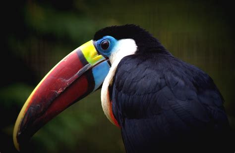 Beak Bird Toucan Parrot Wallpapers Hd Desktop And