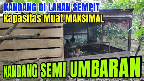 Memiliki kambing yang masih bayi atau berusia muda sangat menyenangkan. Kandang Ayam Kampung Semi Umbaran - YouTube