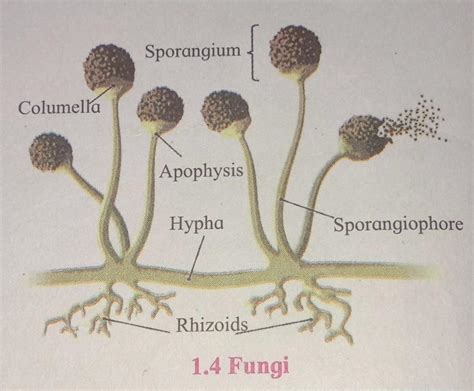 What Is The Well Labelled Diagram Of Kingdom Fungi