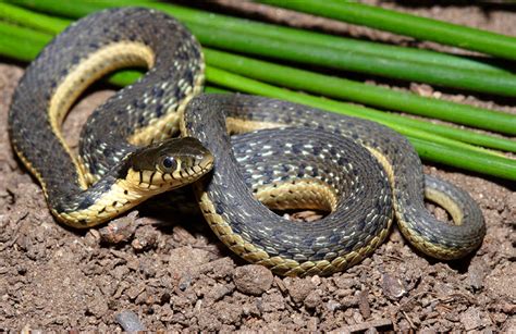 Two Striped Garter Snake Facts And Pictures