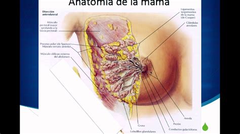 Anatomía De La Mama Youtube