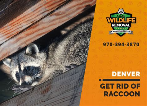 How To Get Rid Of Raccoons Aaac Wildlife Removal Of Denver