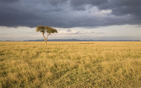 Temperate Grasslands And Savanna Biomes Quiz Quizizz