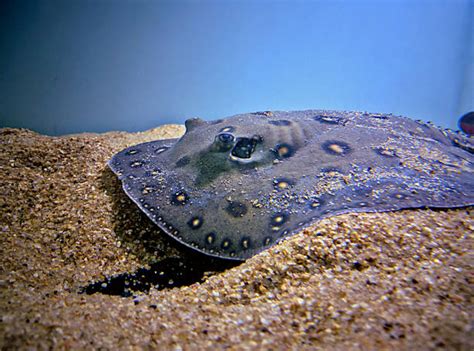 Giant Freshwater Stingray Stock Photos Pictures And Royalty Free Images