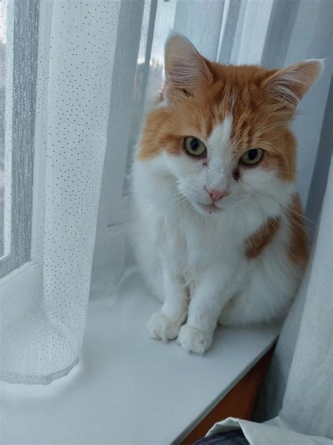 Feline Friends Cat Sitters Edinburgh | Cat Sitters & Services Edinburgh