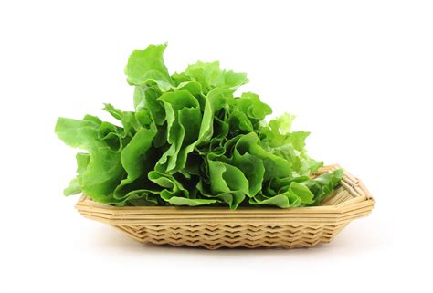 Endive, Broadleaf Batavian - Lettuce Seeds (Escarole) - Heirloom