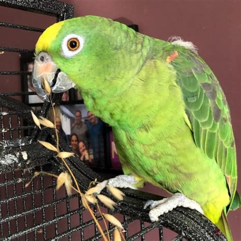 Yellow Crowned Amazon Parrots Exotic Parrot Breeders Parrots For Sale