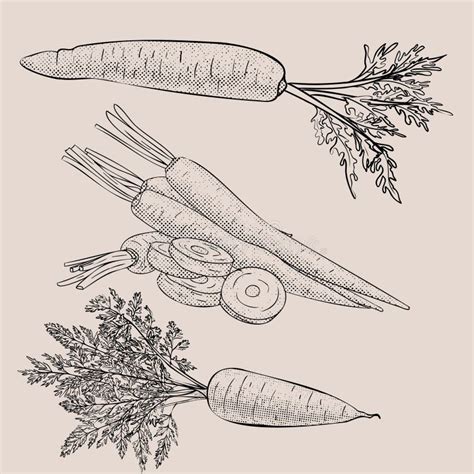 Outline Vegetable Carrot In Vector Doodle Hand Drawing With Screentone