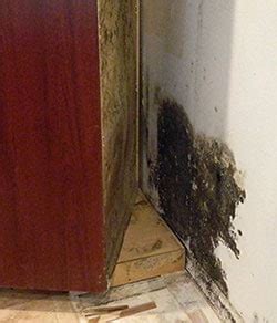 Make sure to wipe the area down with a dry towel so that the surface of the cabinet is free from moisture. How to get rid of Black Mold under Kitchen Sink or in Cabinets