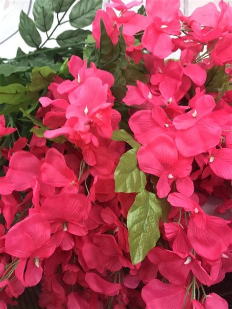 How to get more pink flowers on june's journey. Pink Wisteria Bush, Wisteria Bush, Wisteria for wreaths ...