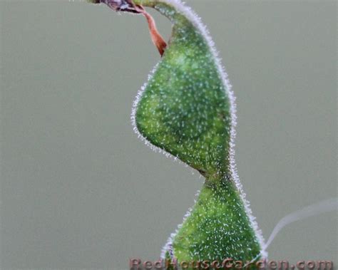Red House Garden: Beggar Lice and Treasure Hunts