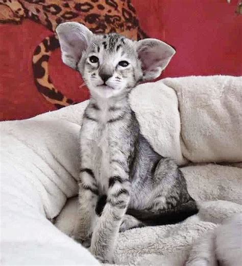 Beautiful Oriental Shorthair Baby