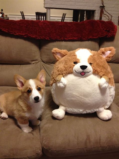 Download and use 2,000+ dog stock videos for free. Pin by Christina Lautazi on Corgi Luv | Puppy cuddles ...