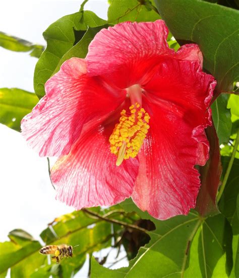 Flores De Puerto Rico