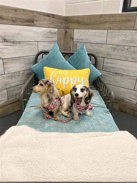 Pet Paradise Fort Myers | peacecommission.kdsg.gov.ng