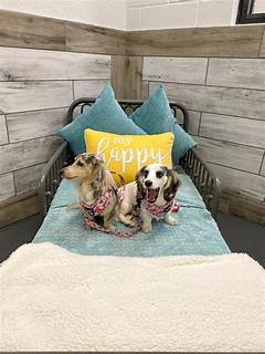 Stockton S Pet Paradise Rooms For Rent With Off Leash Dog Parks And Walking Trails