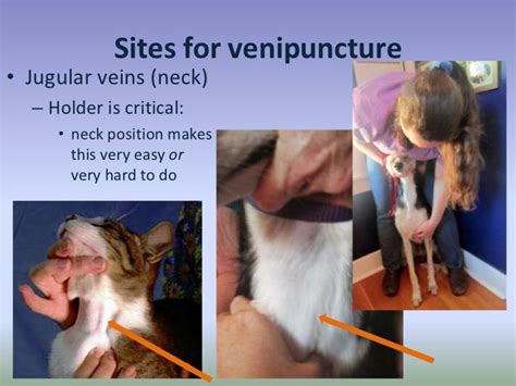 Lec 04 Venipuncture Of Dogs And Cats