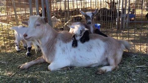 Baby Goats Jump On Their Mom Youtube