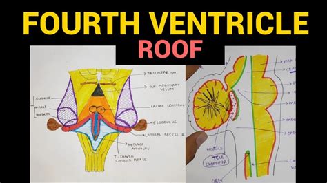 Fourth Ventricle Roof Ventricles Of Brain 4 Youtube