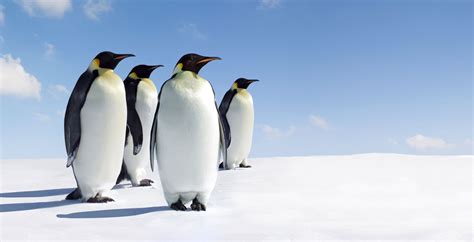 Symbolic Penguin Facts and Penguin Meaning on Whats-Your-Sign