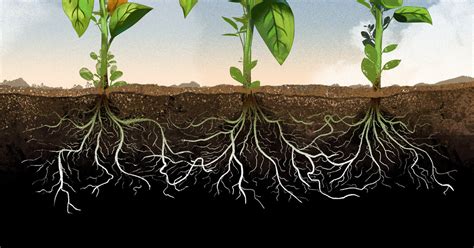 Tap roots are found in plants which have reticulate venation in their leaves. How Selfish Are Plants? Let's Do Some Root Analysis - The ...