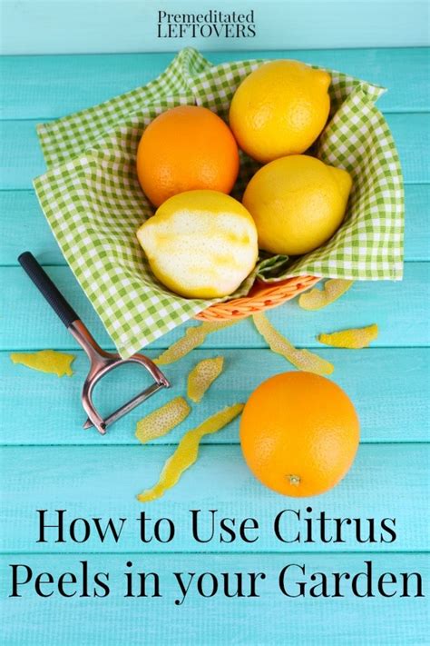 5 Ways To Use Citrus Peels In Your Garden